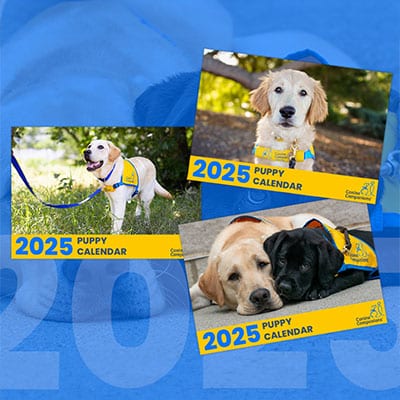 Three promotional images for a 2025 puppy calendar by Canine Companions. Top left: a Labrador Retriever sitting on grass with a leash. Top right: a Golden Retriever posing with the calendar. Bottom: two Labrador Retrievers, one yellow and one black, snuggling together on the ground.