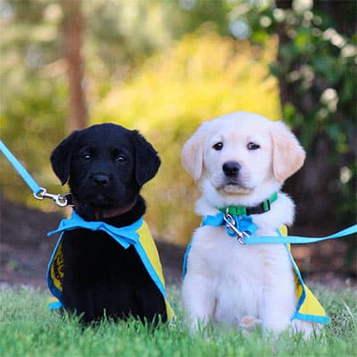 Two puppies, one black and one yellow Labrador, wearing blue and yellow capes and blue leashes, sitting on grass.