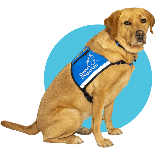 A yellow Labrador Retriever wearing a blue service vest with the words "Canine Companions" written on it.