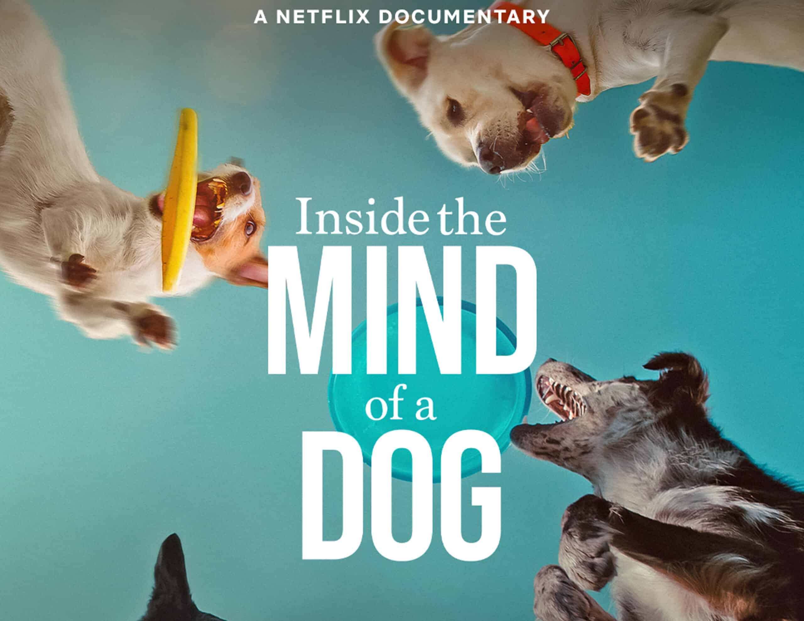 Poster for "Inside the Mind of a Dog" with the title in the center surrounded by dogs jumping and playing with toys against a blue background.