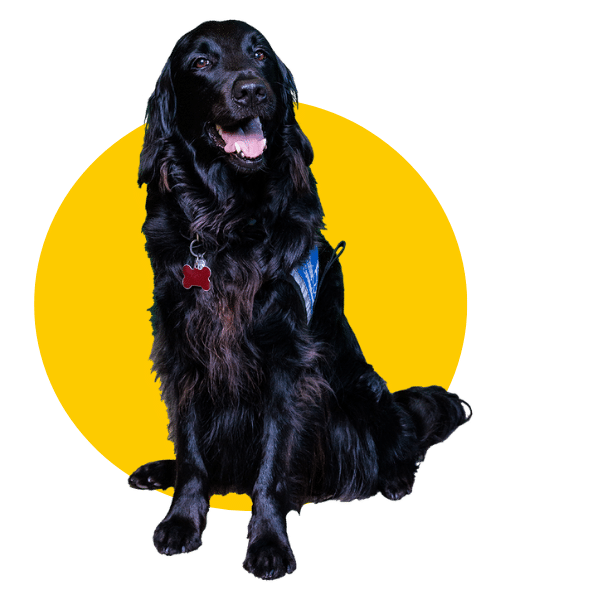 A black dog with a red bone-shaped tag and a blue harness, sitting in front of a yellow circle background.