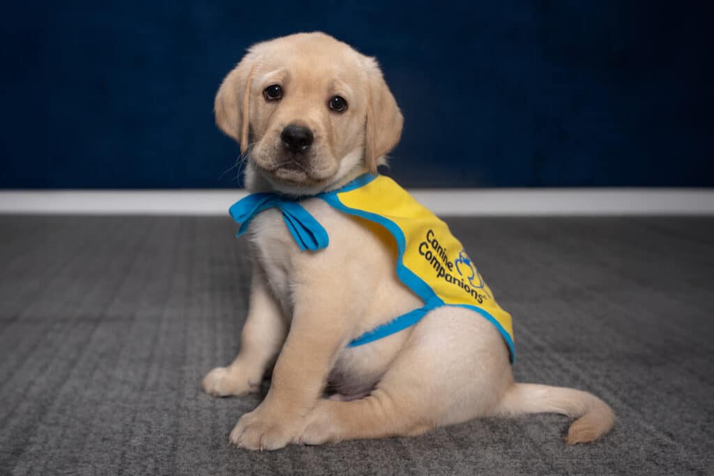 A cute puppy wearing a blue and yellow Canine Companions vest, sitting on a grey carpet with a dark blue background.