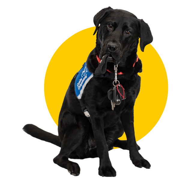 Black Labrador wearing a service dog vest and holding a set of keys in its mouth.