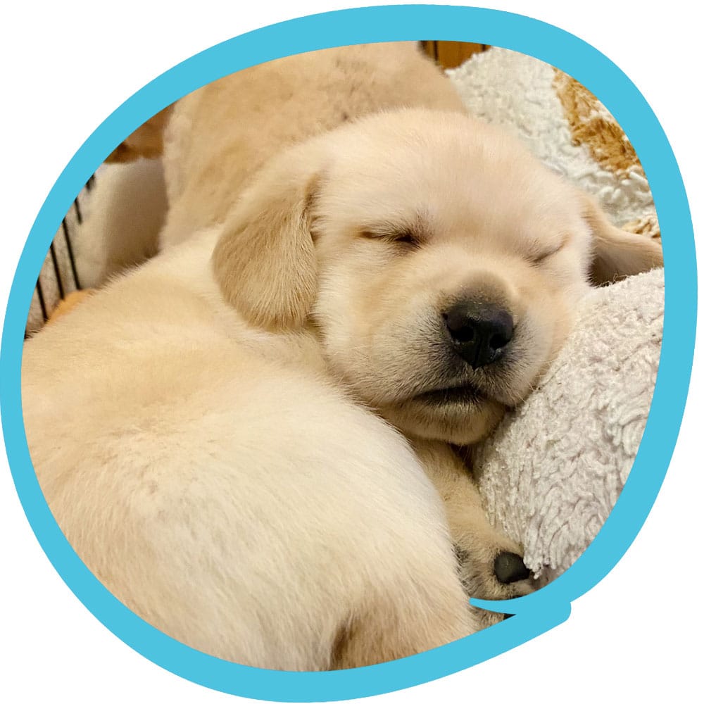 A sleeping golden retriever puppy resting its head on a fluffy blanket, enclosed within a blue circular border.