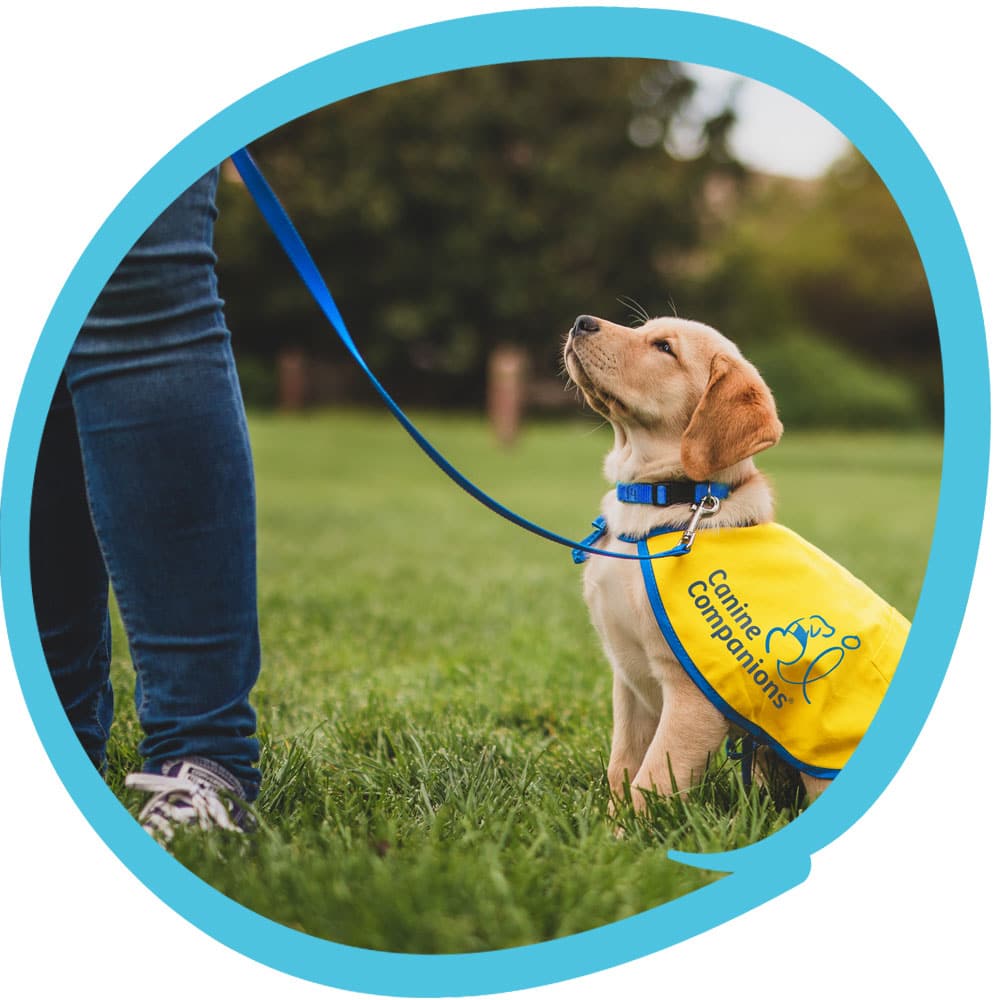 A dog with a yellow "Canine Companions" vest and a blue leash sits on grass, looking up at a person standing nearby.