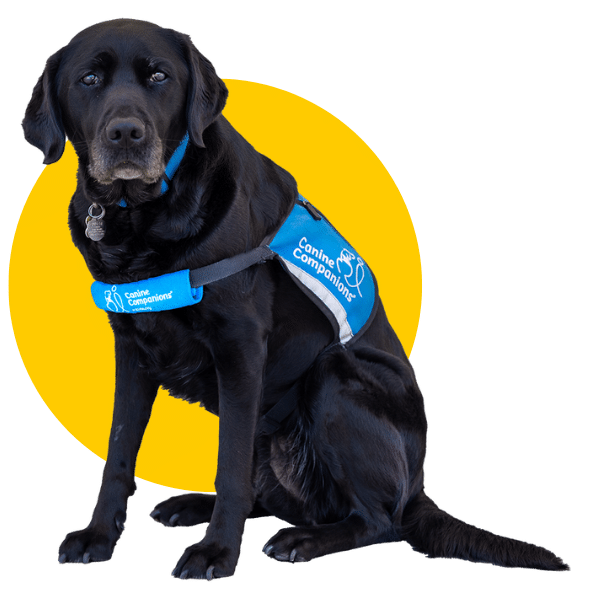 A black Labrador wearing a blue "Canine Companions" vest sits in front of a yellow circle background.