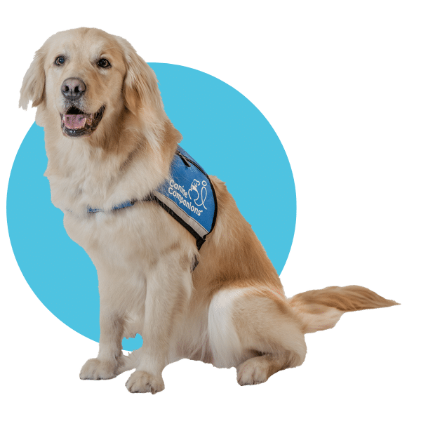 Golden retriever wearing a blue Canine Companions vest, sitting in front of a light blue circle background.