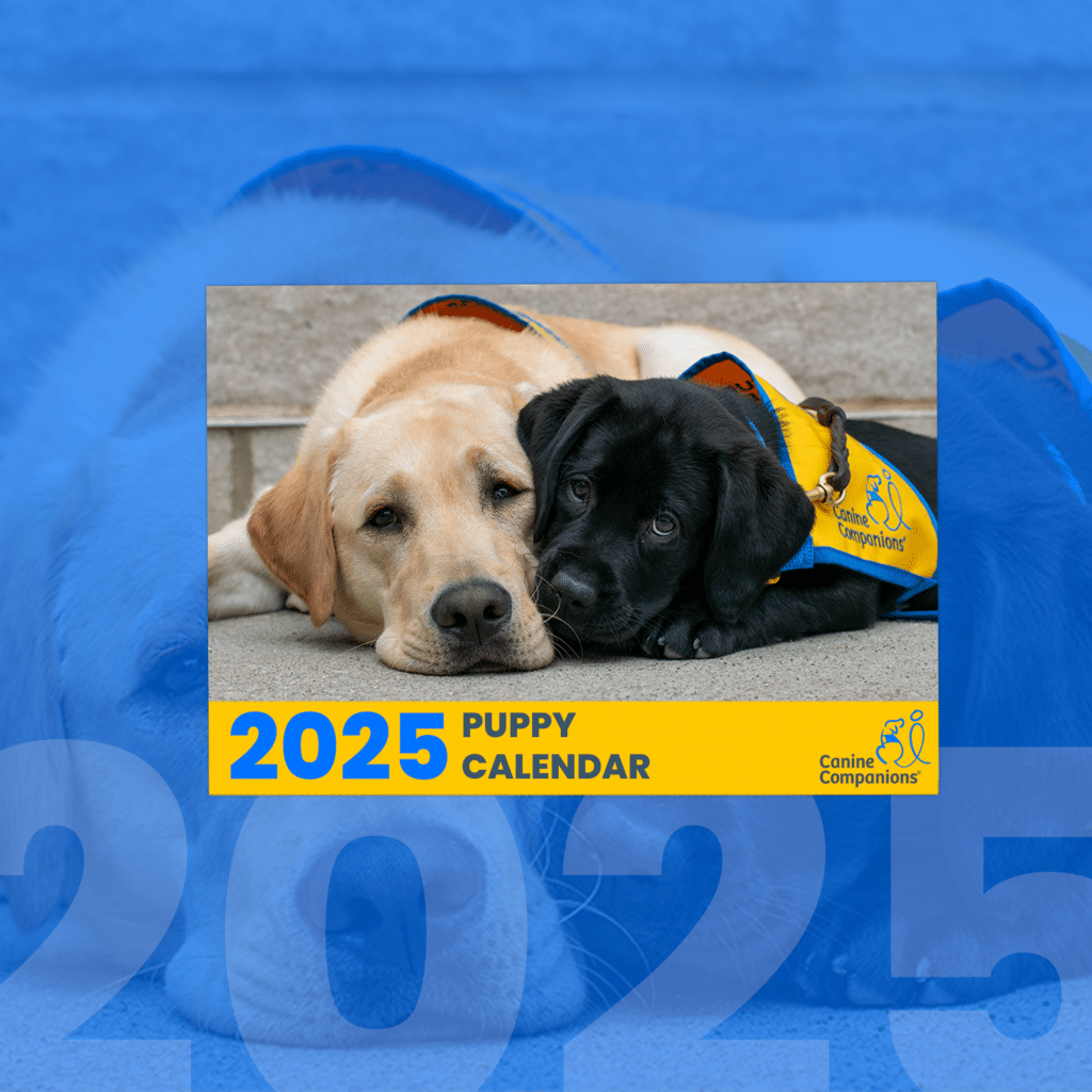 2025 Puppy Calendar cover featuring a yellow Labrador Retriever and a black Labrador Retriever lying down, wearing Canine Companions vests.