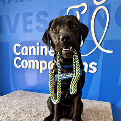 Black dog wearing a service vest, holding a leash in its mouth, sits against a blue wall with "Canine Companions" logo.