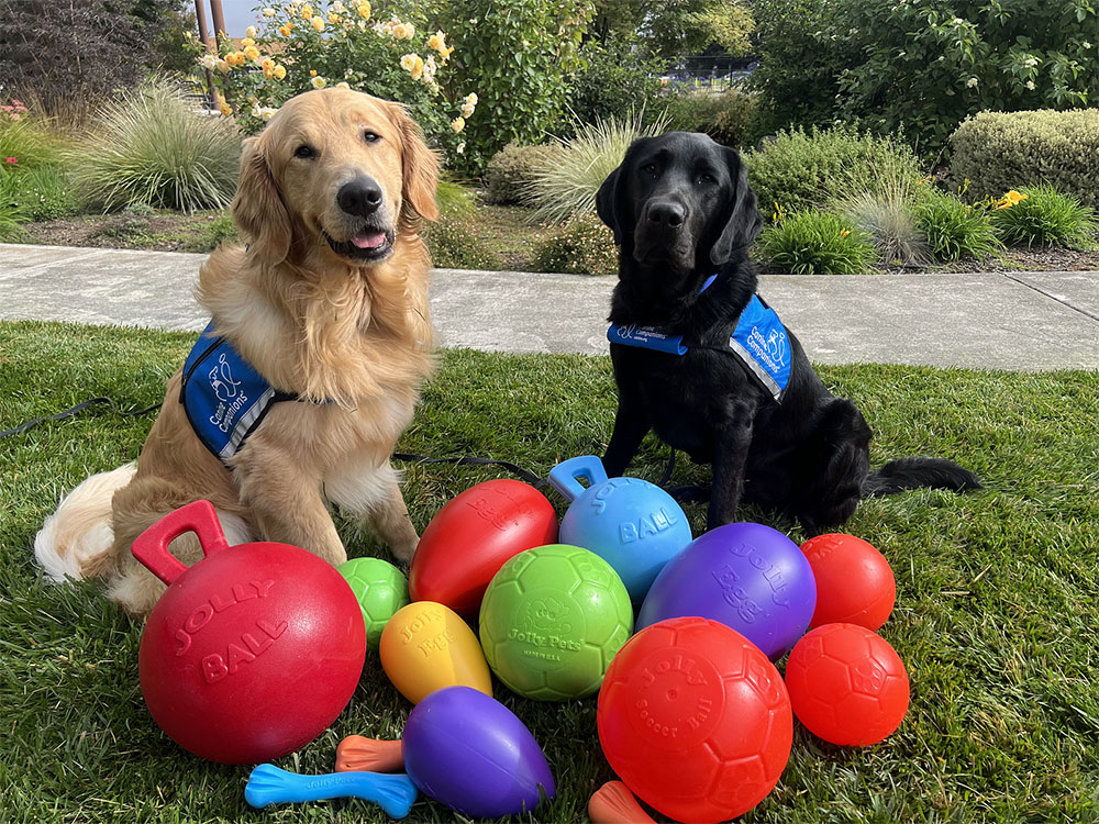 Two dogs with blue service vests sitting on grass surrounded by colorful toys.