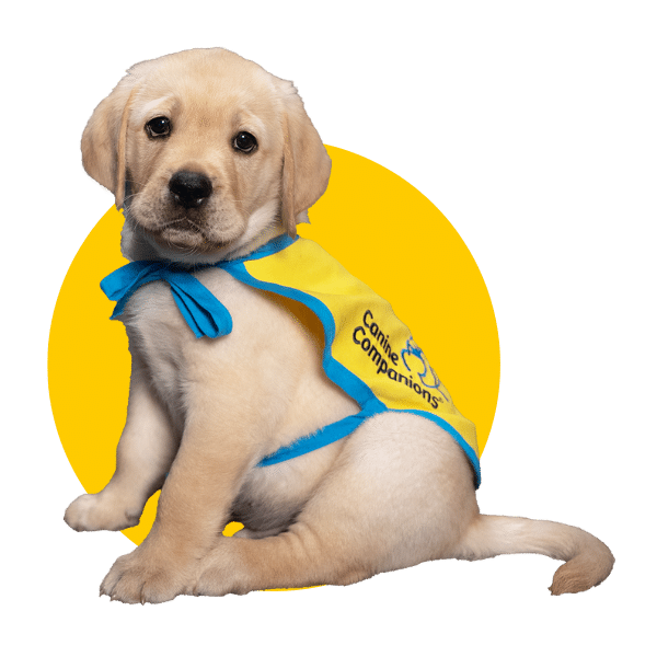 Yellow Labrador puppy wearing a yellow and blue vest with "Canine Companions" logo, sitting against a yellow background.