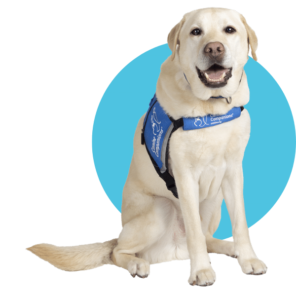 A Labrador Retriever wearing a blue service vest sits in front of a blue circular background.