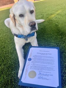 A yellow Labrador Retriever wearing a blue vest lies on grass next to a framed proclamation for National Service Dog Month.