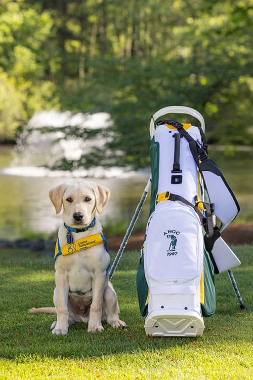 A yellow labrador puppy wearing a "Guide Dog in Training" vest sits next to a golf bag on a grassy area with a pond and water fountain in the background.