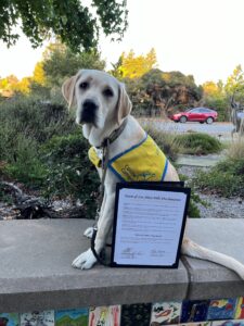 Labrador retriever in a yellow vest sitting on a ledge outdoors, holding a framed proclamation.