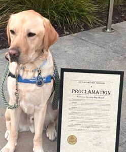 A Labrador Retriever wearing a service vest sits next to a framed proclamation declaring National Service Dog Month in Ballwin, Missouri.