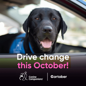 Black dog with tongue out sitting in a car window, wearing a blue vest, with text "Drive change this October!" and logos for "Canine Companions" and "cartober" below.