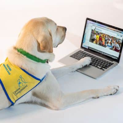 A service dog with a yellow vest labeled "Canine Companions" using a laptop.