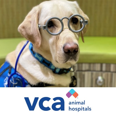 A Labrador Retriever wearing glasses and a blue collar, sitting indoors with a VCA Animal Hospitals logo at the bottom.