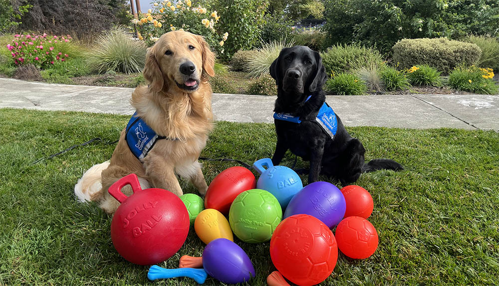 Two dogs wearing blue service vests sit on the grass surrounded by colorful play balls and toys in front of a landscaped background.