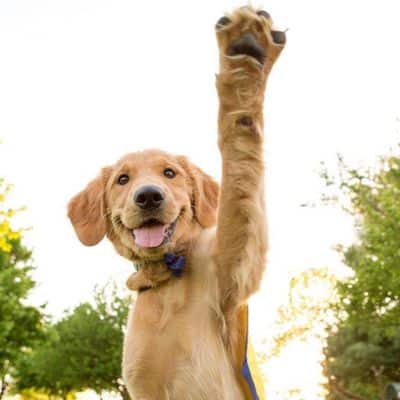 Golden Retriever puppy raising one paw in the air, outdoors with trees in the background.