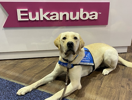 A Labrador retriever wearing a blue service vest lies on the floor in front of an Eukanuba sign.