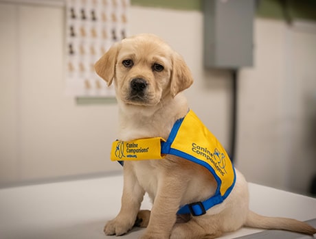 Yellow Labrador puppy wearing a Canine Companions vest.