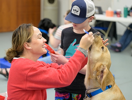 A woman in a red sweatshirt assists a child in brushing a golden retriever's teeth.