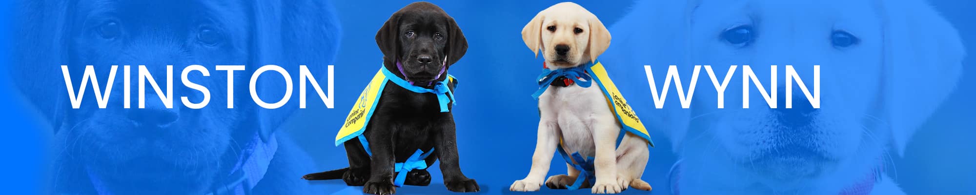 Two puppies in yellow capes on a blue background, labeled "Winston" and "Wynn."