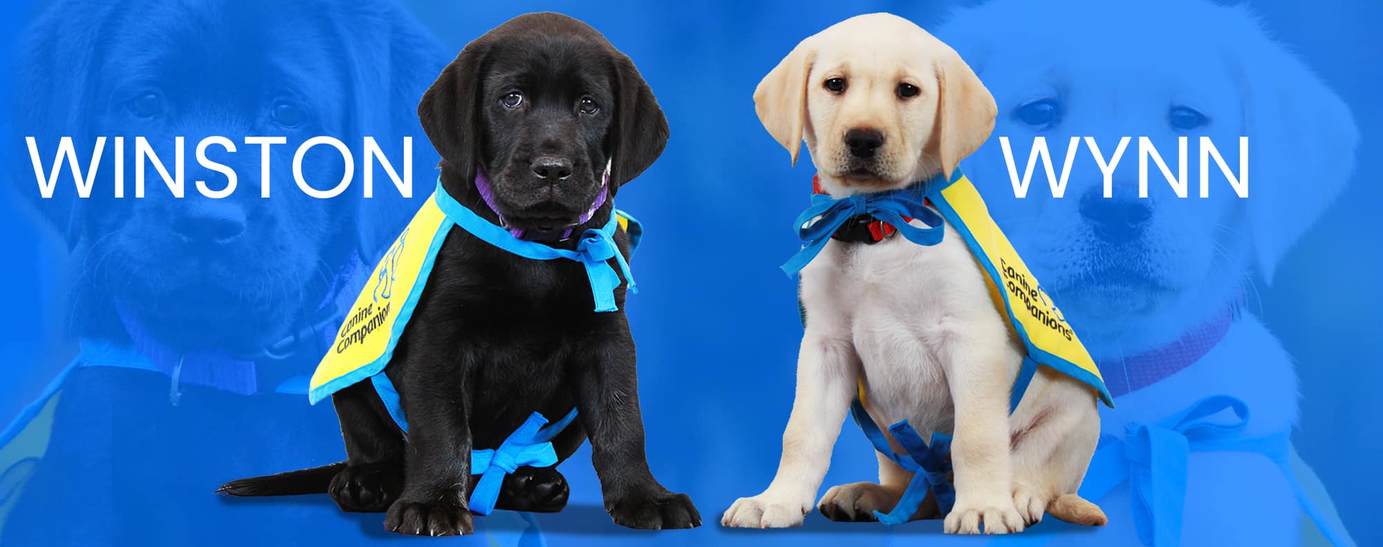 Two Labrador puppies wearing blue and yellow Capes for Canine Companions, with names "Winston" and "Wynn" displayed above each.