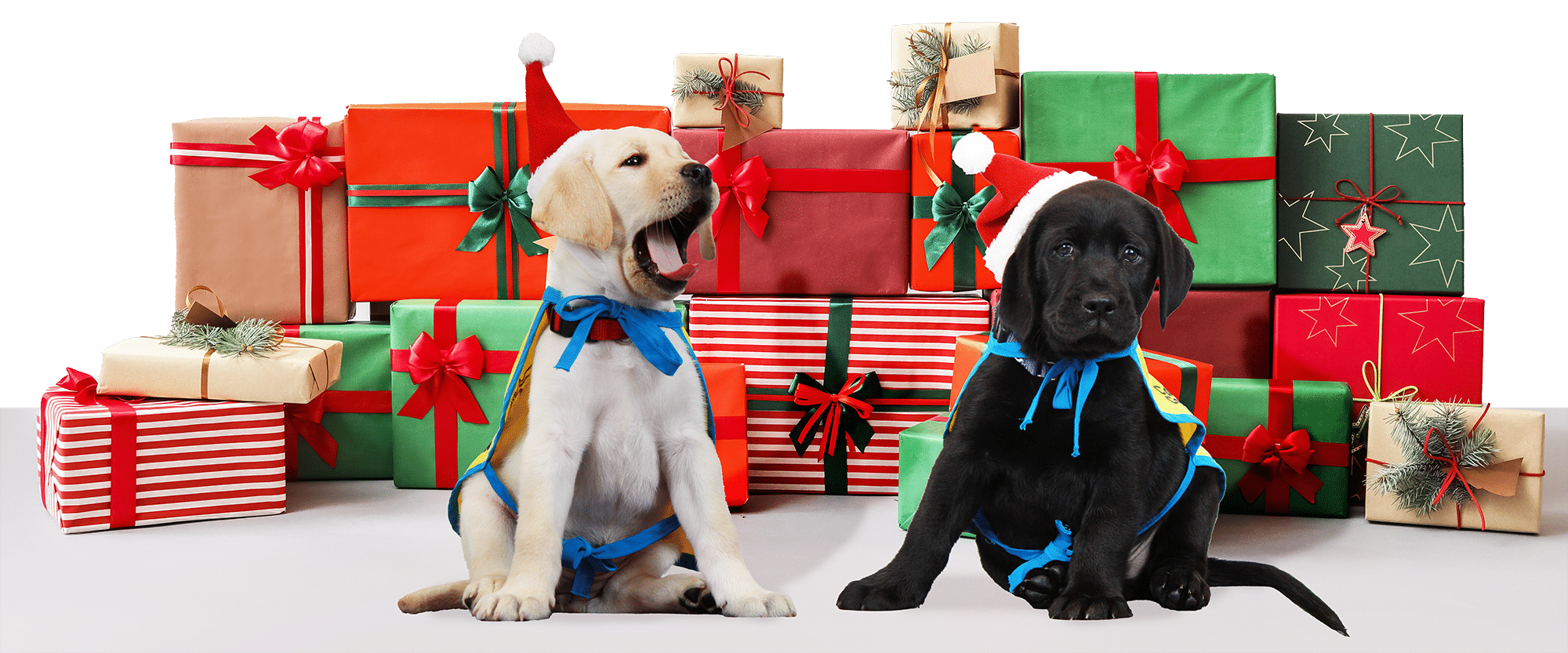 Two puppies wearing Santa hats in front of a pile of wrapped Christmas presents.