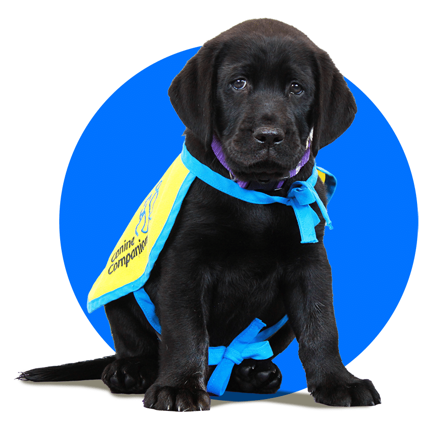 A black Labrador puppy wearing a yellow and blue vest sits against a blue circular background.