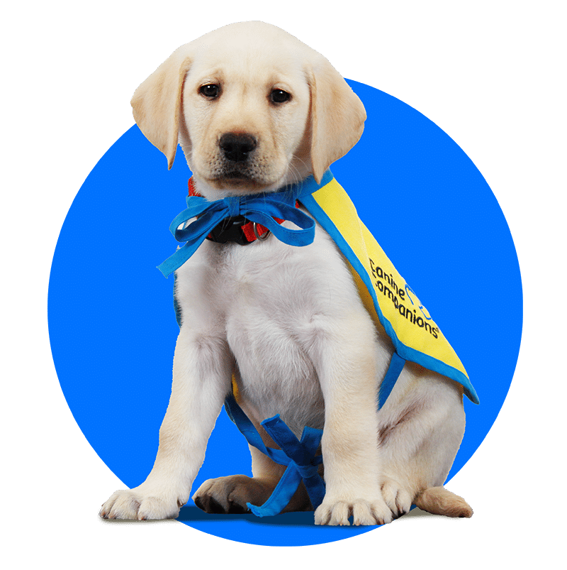 Yellow Labrador puppy wearing a blue and yellow Canine Companions cape with a blue ribbon.