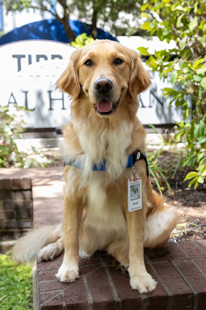 A golden retriever with a blue harness and ID tag sitting on a brick platform outside.