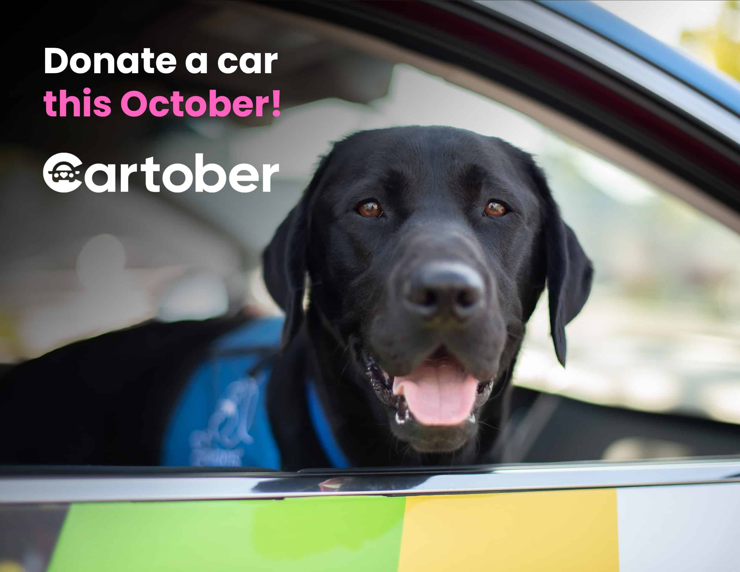 Black Labrador sticking its head out of a car window with text overlay that reads "Donate a car this October! Cartober."