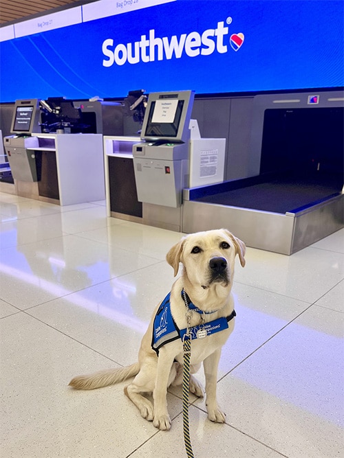 A Labrador retriever in a service vest sitting in front of Southwest Airlines check-in area at an airport.