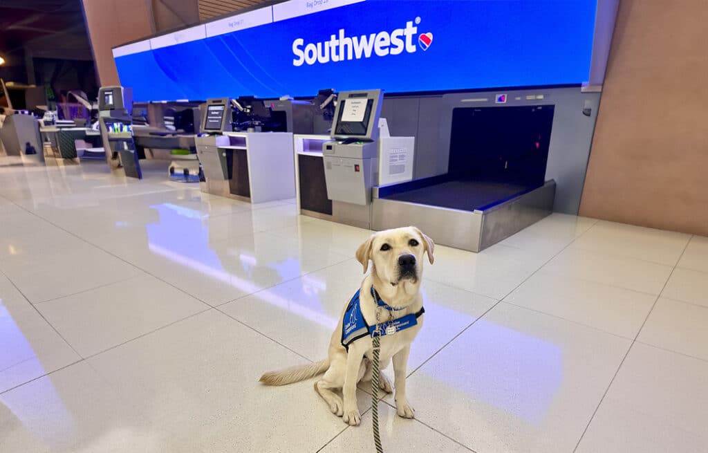 A service dog sits in front of a Southwest Airlines counter at an airport.