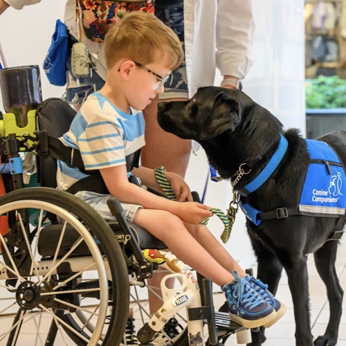 A young boy in a wheelchair interacts with a black service dog from Canine Companions, indoors.