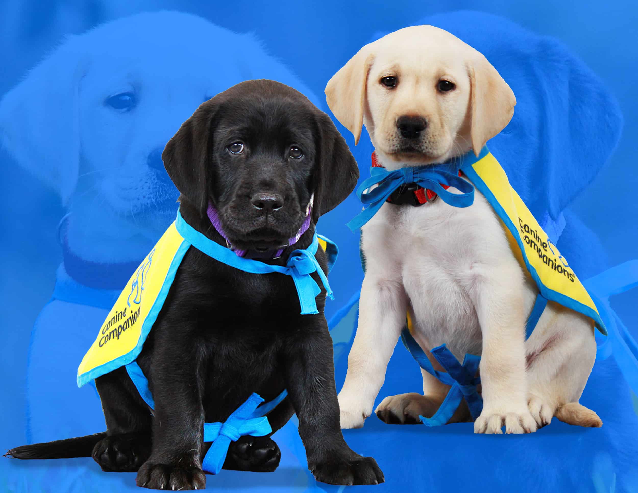 Two Labrador puppies, one black and one yellow, wearing yellow and blue vests labeled "Canine Companions" against a blue background.