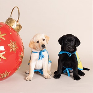 Two Labrador puppies, one yellow and one black, wearing blue ribbons, sitting beside a large red Christmas ornament.