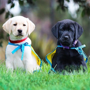 Two Labrador puppies wearing yellow and blue capes sitting on grass.