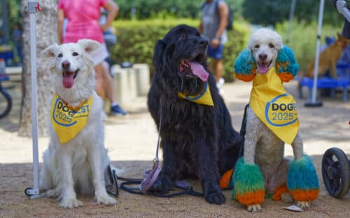Three dogs sitting at an outdoor event—left a white fluffy dog, center a large black dog with its tongue out, and right a poodle with bright teal-and-orange dyed ears and paw fur—each wearing a yellow DogFest bandana.