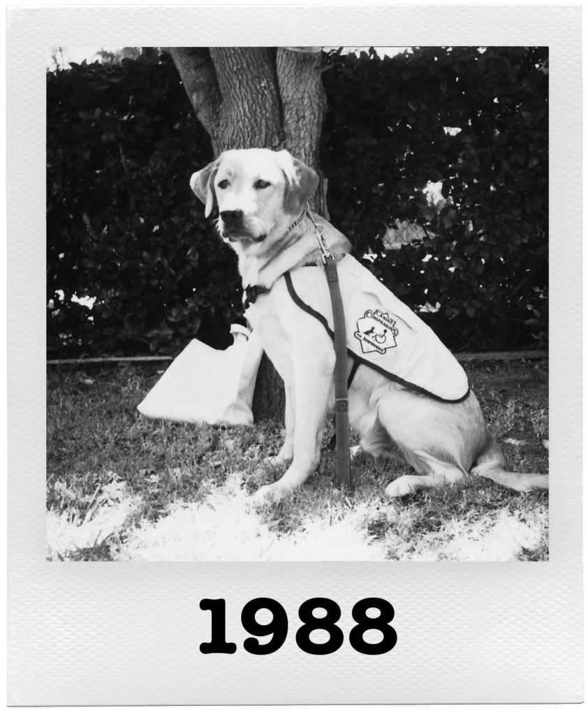 A black and white photo of a guide dog wearing a harness, sitting by a tree with "1988" written at the bottom.