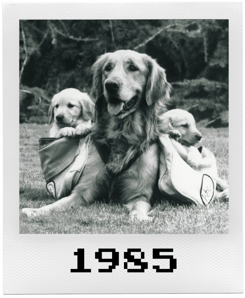 Golden retriever with two puppies in a bag, labeled "1985."