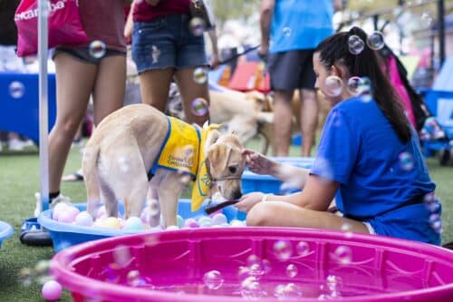 A young woman in a blue shirt sits beside a yellow-vested Canine Companions dog standing in a blue kiddie pool of pastel plastic balls, reaching to gently touch its head as soap bubbles float around and a pink pool fills the foreground.