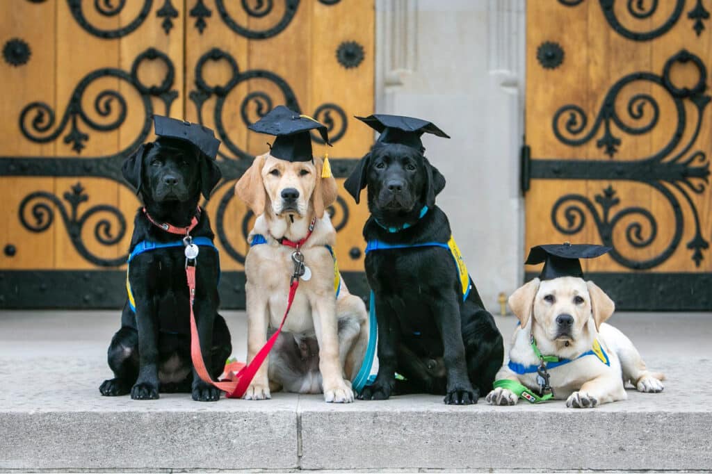 Four puppies wearing graduation caps sit and lie on a staircase in front of ornate wooden doors.