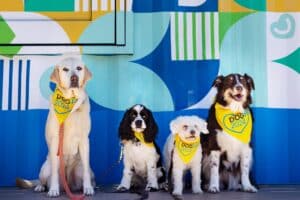 Four dogs wearing yellow bandanas with "DogFest 2024" printed on them, sitting in front of a colorful geometric mural.