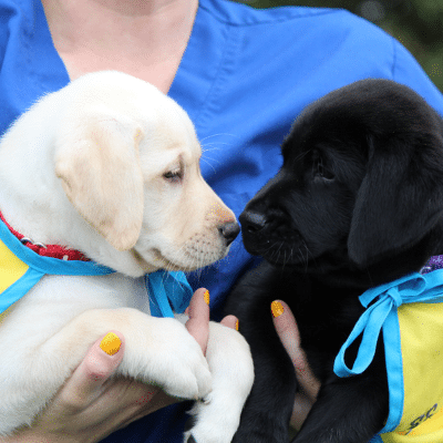 Two Labrador puppies, one yellow and one black, wearing blue ribbons and yellow vests, facing each other and held by a person in a blue shirt.