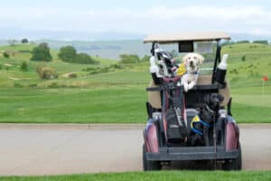 Two dogs wearing yellow vests sitting on a golf cart with a golf course in the background.