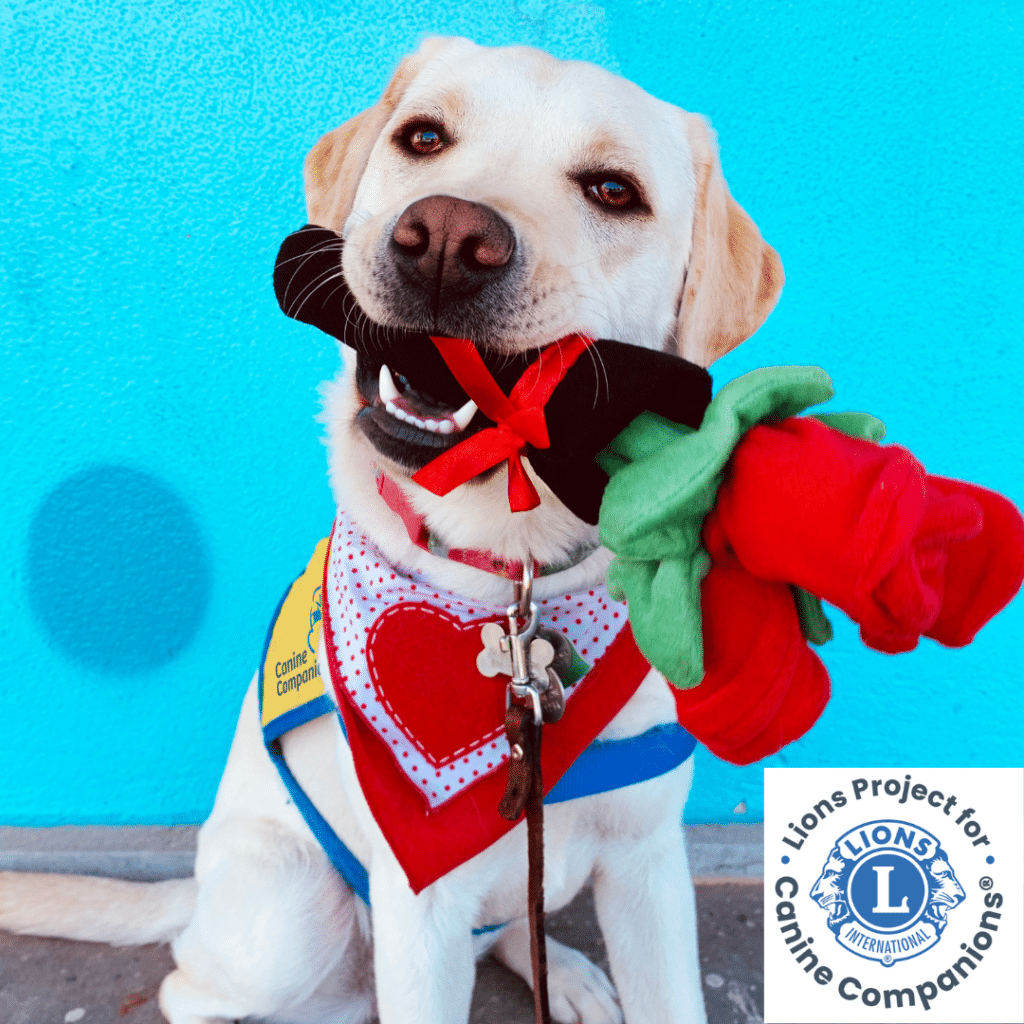 A Labrador retriever wearing a vest and a heart bandana holds a plush rose in its mouth, with a "Lions Project for Canine Companions" logo in the corner.